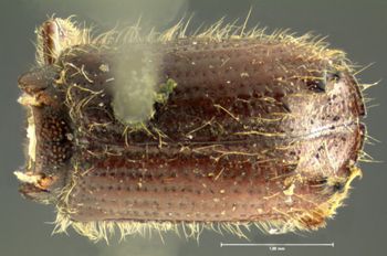 Media type: image;   Entomology 5449 Aspect: habitus dorsal view